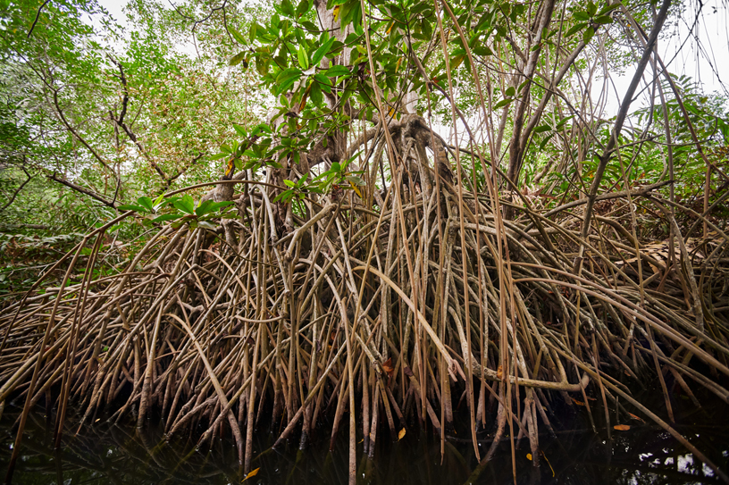 Los manglares son capaces de desarrollarse en agua salada.