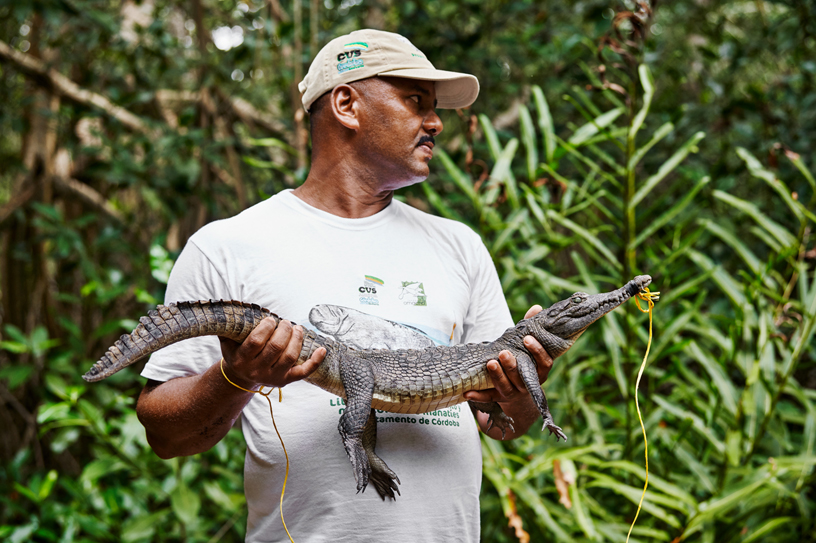 Betsabé López Macías, ex cazador de cocodrilos, sujeta un caimán aguja, que está en peligro de extinción.