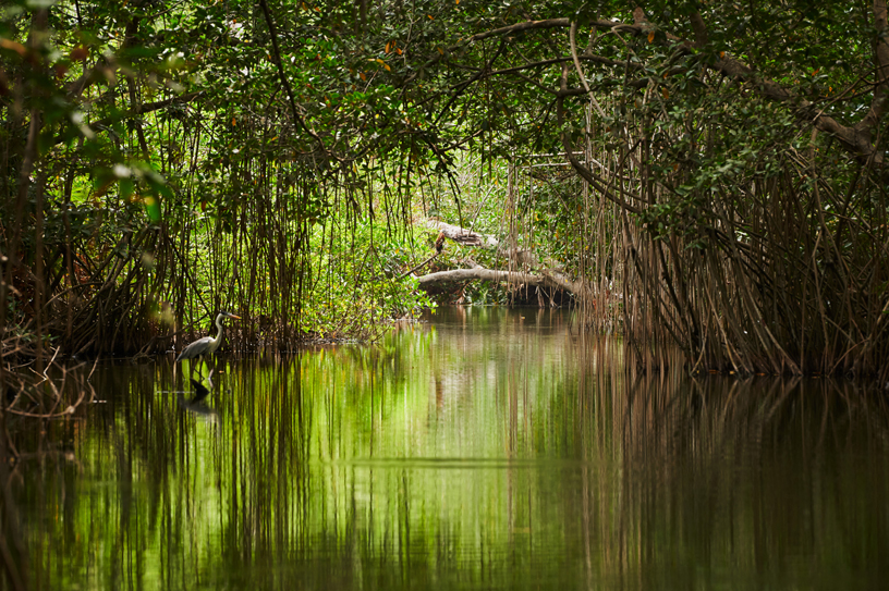 El manglar de la bahía de Cispatá, en la costa caribeña de Colombia.